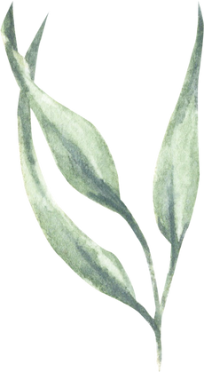 Plant Leaves Illustration