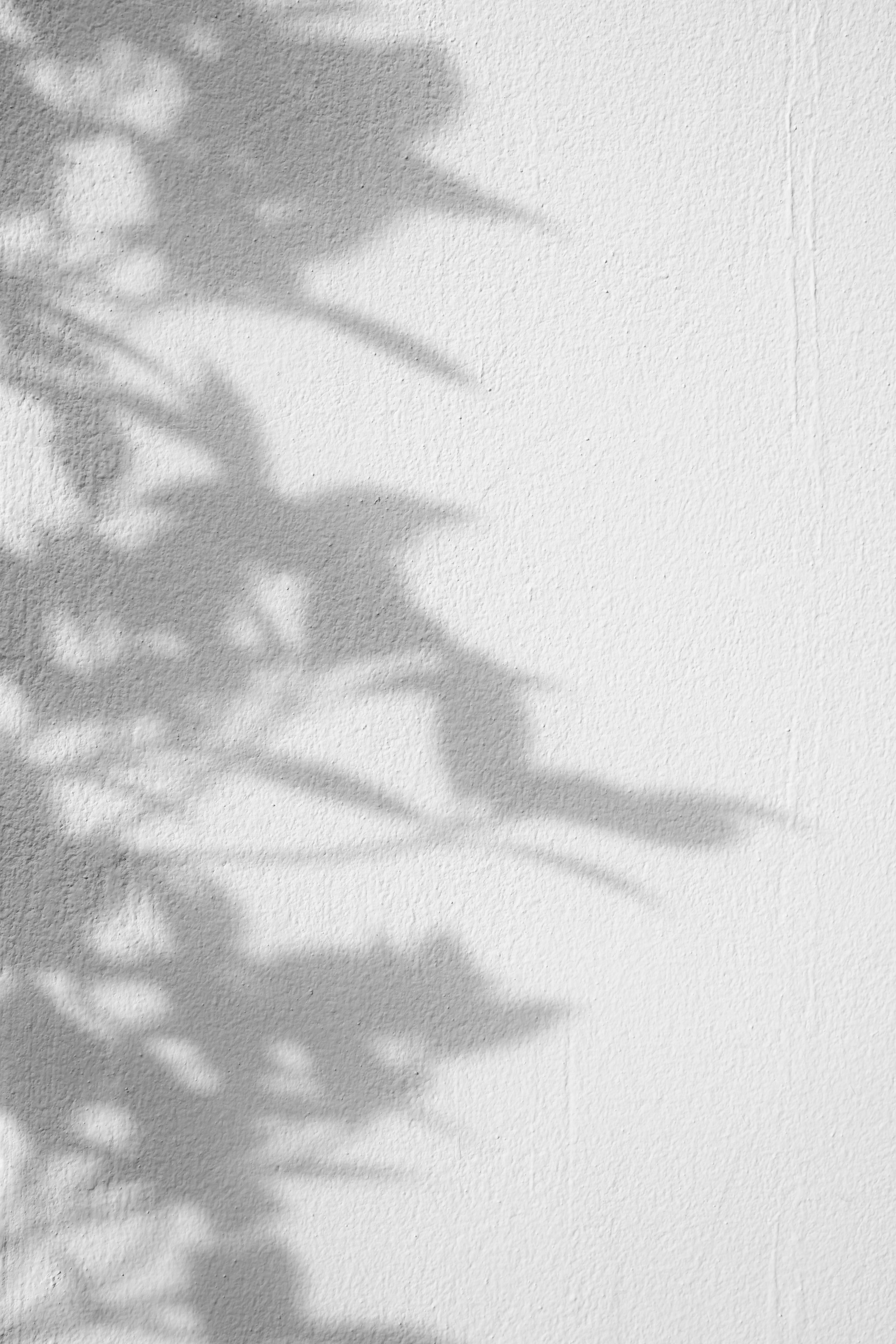 shadows leaf on a white concrete rough texture